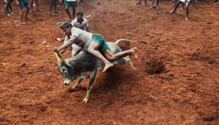 Centre lifts ban on Jallikattu - bull taming sport of Tamil Nadu