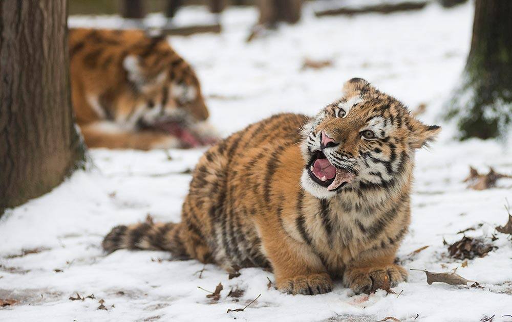 A Siberian tiger cub (Panthera tigris altaica) feeds on a chunk of meat in Nyiregyhaza Animal Park near Nyiregyhaza, 245 kms east of Budapest, Hungary.