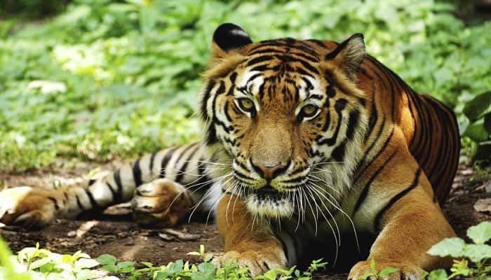 'Tiger corridor' only after report on feline presence: Minister ...