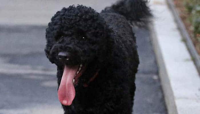 Man claiming to be &#039;Jesus&#039; arrested for alleged plot to kidnap Obamas&#039; dog 