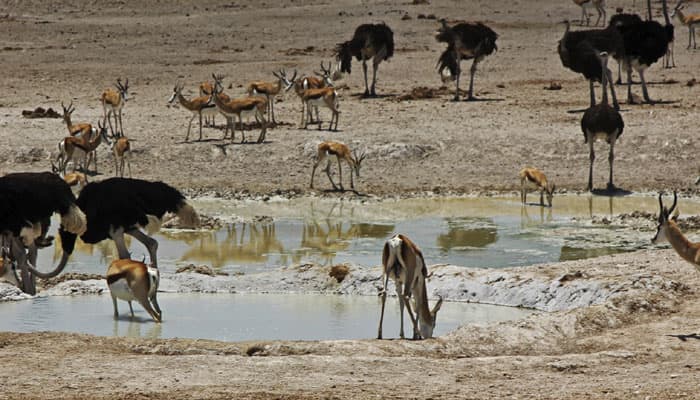 Ecotourism doesn&#039;t hurt wildlife: Study