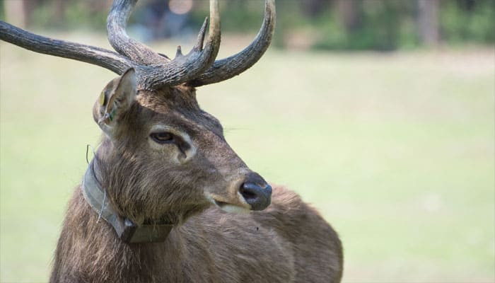 Centre to help protect endangered deer in Manipur: Javadekar