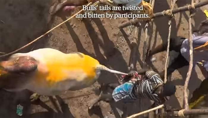 Prior to &#039;Jallikattu&#039; terrified bulls are forcibly given alcohol, jabbed by sickles – Watch video  
