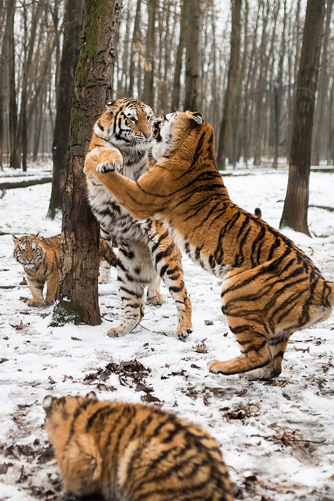 Siberian tigers (Panthera tigris altaica) fight for chunks of meat in Nyiregyhaza Animal Park near Nyiregyhaza, 245 kms east of Budapest, Hungary.