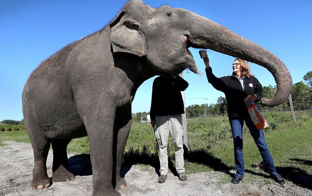 Janice Aria, Director of Conservation & Research at the, gives 'Mysore,