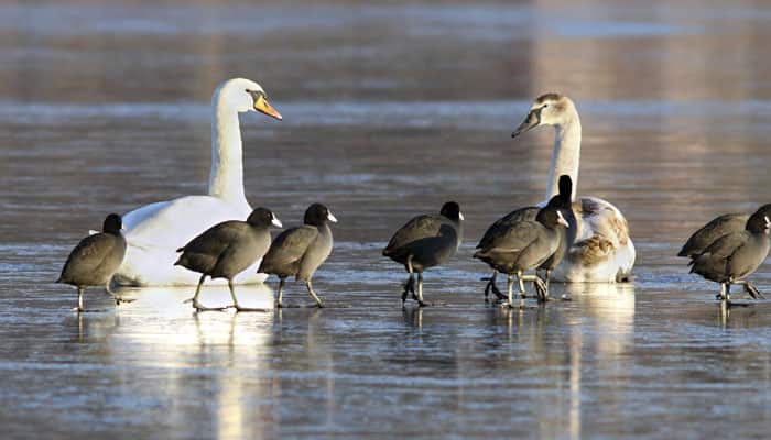 Record number of migratory birds arrives in Hirakud Reservoir