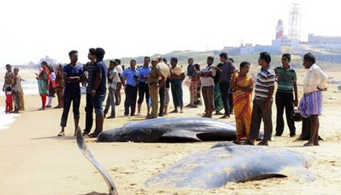Shocking! 45 whales die after being washed ashore in Tamil Nadu