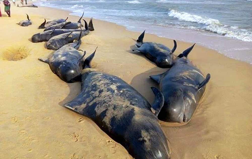 The dead whales which were washed up on a beach in Tuticorin district of Tamil Nadu. Out of 81 whales 45 whales have died, while as many as 36 whales have been rescued by the fishermen. 