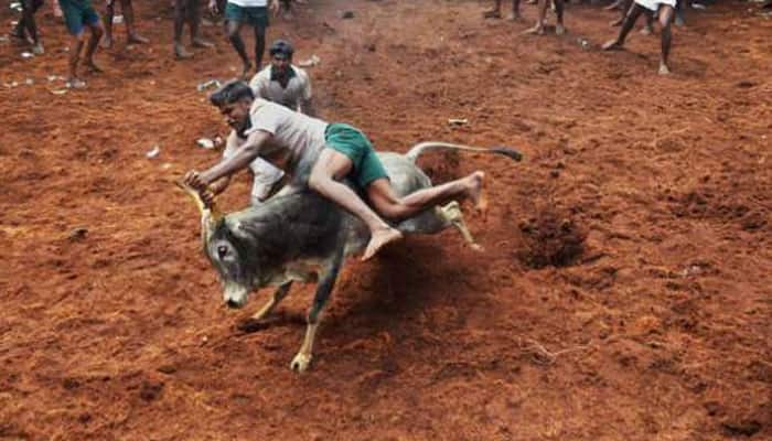 SC refuses to vacate stay on Centre&#039;s notification allowing Jallikattu in TN