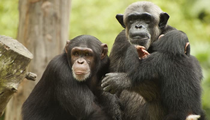 Chimp friendships are based on trust