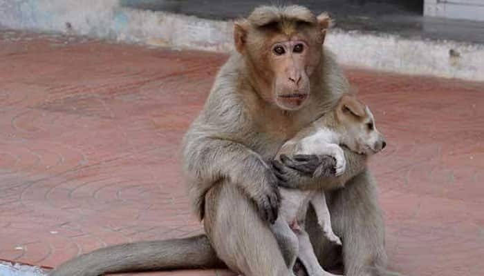 This undying affection between monkey and puppy will touch your heart