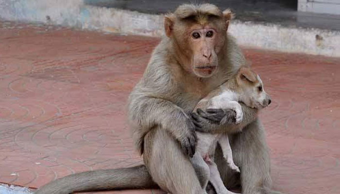 This undying affection between monkey and puppy will touch your heart This undying affection between monkey and puppy will touch your heart