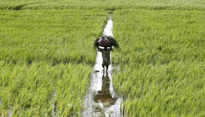 Would set up panel to re-look policy on farmers: Centre to SC