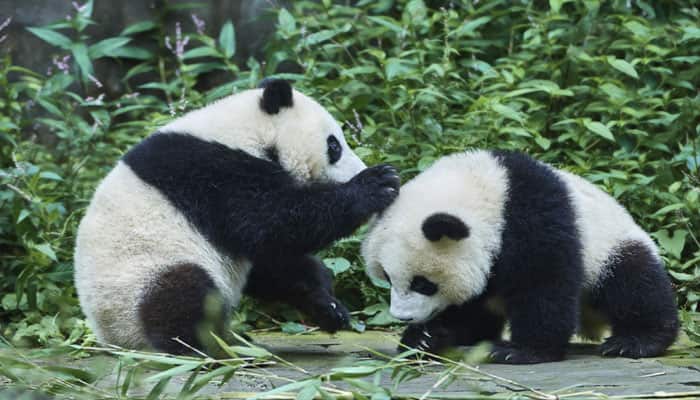 Watch: Adorable video of mama panda putting her baby to bed!