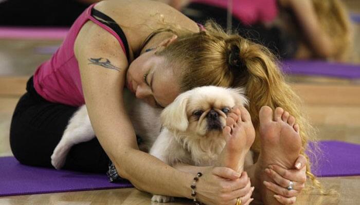 270 dogs do Yoga to create a &#039;doga&#039; world record in Hong Kong