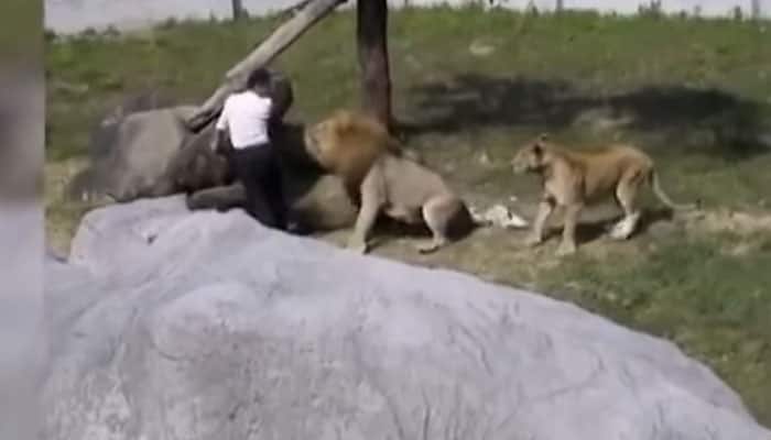 What happened when a mentally unstable man jumped into lion&#039;s enclosure at zoo? Watch Video