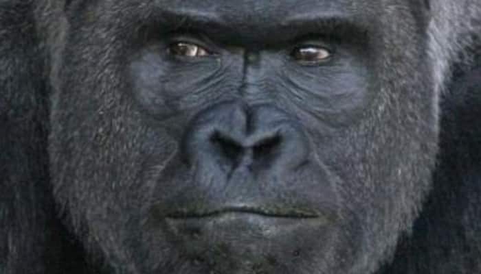 Gripping video: 5-year-old boy falls into gorilla&#039;s enclosure at a zoo - Watch what happens next!