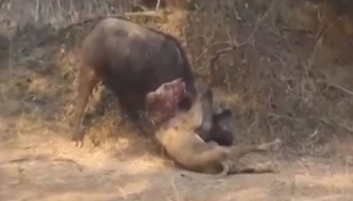 A lion attacked a buffalo and then the most unexpected thing happened - Watch