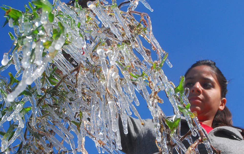 A girl looking at the icicles hanging from a bush during a cold day in Shimla.