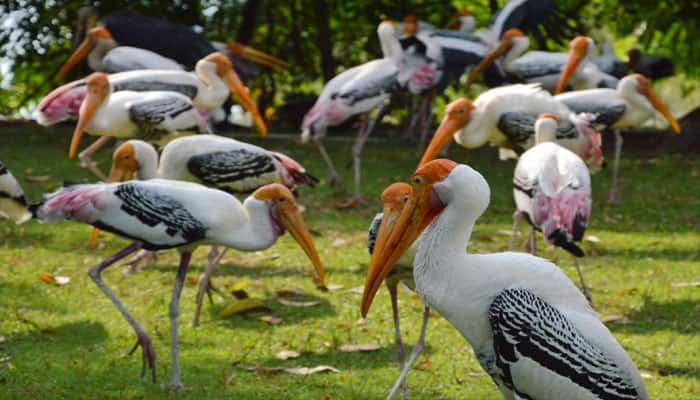 Delhi zoo sets record as painted storks lay over 1,500 eggs