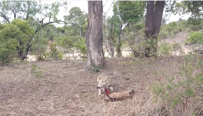 Watch: When wildebeest mother fought with leopard over her calf