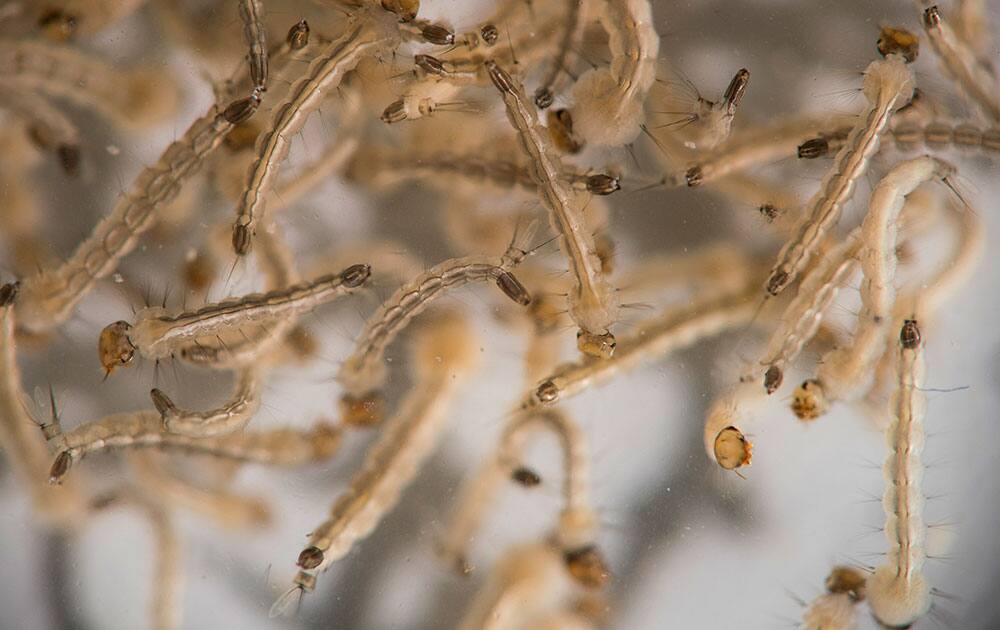 Aedes aegypti mosquito larvae sit in a petri dish at the Fiocruz institute in Recife, Pernambuco state, Brazil