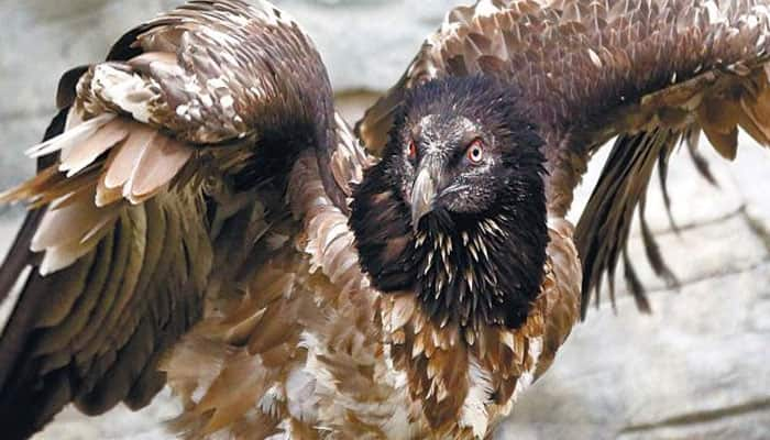 Shocking: Vulture that flew over Israel-Lebanon border “held for spying”