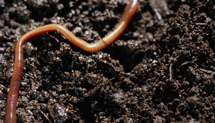 Earthworms not always beneficial, may threaten plant diversity