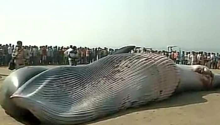 This 20-tonne whale at Juhu beach takes Mumbaikars by surprise 