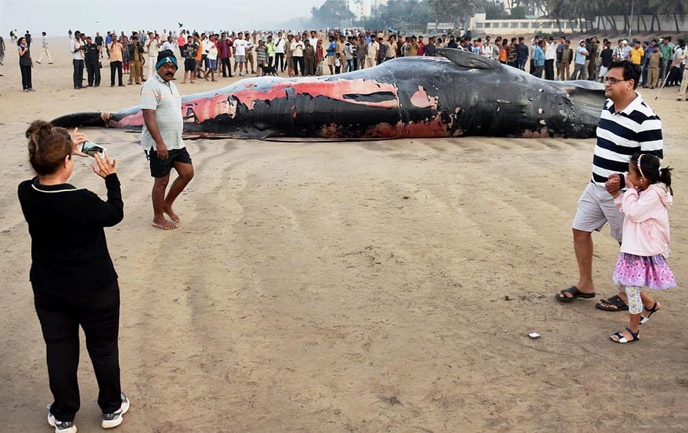 A 30-foot-long dead whale washed ashore at Mumbai’s Juhu beach.