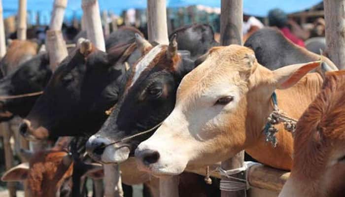 Ex-BJP functionary booked under NSA for &#039;slaughtering cow&#039; in MP