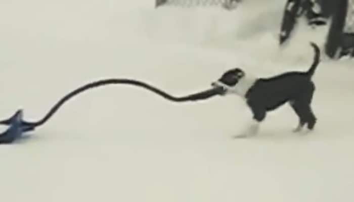 Watch video: Here&#039;s how dogs help sweep snow away, deserve a treat!