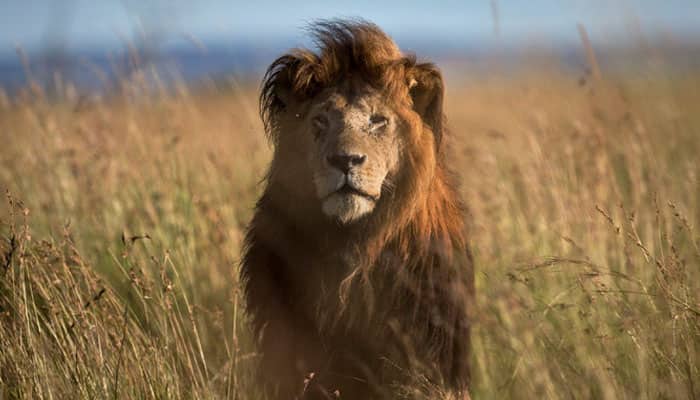 Hyenas attacked a group of lions and the most unexpected thing happened - Watch
