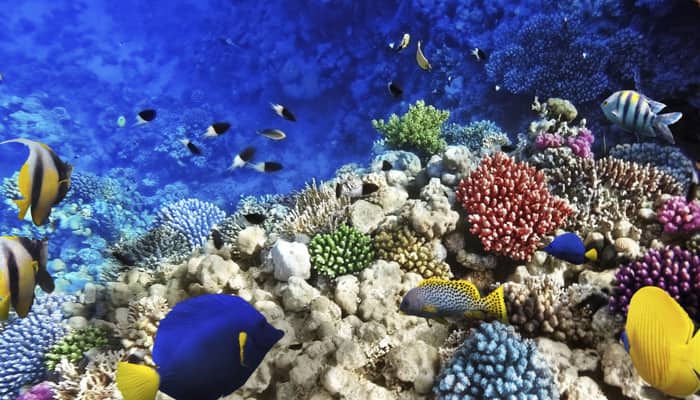 Coral species bred in laboratory reproduce in the wild