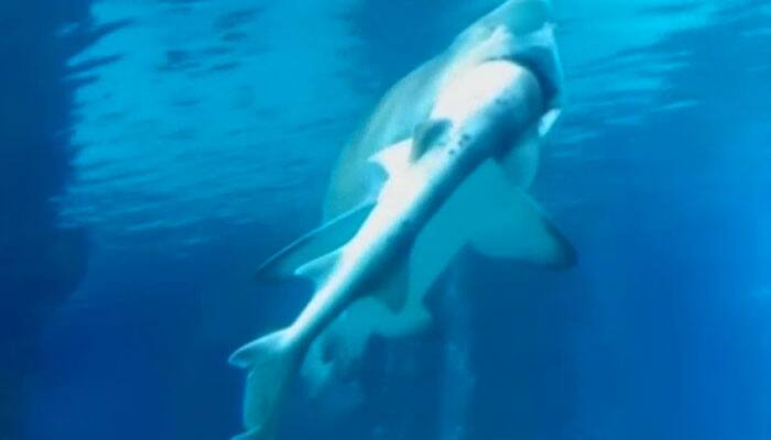 &#039;Turf war&#039;: Shark devours another shark - Stunning Video