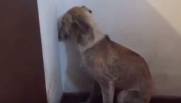 Heartbreaking video: Dog traumatised by years of abuse only sits in corner of room and stares at wall