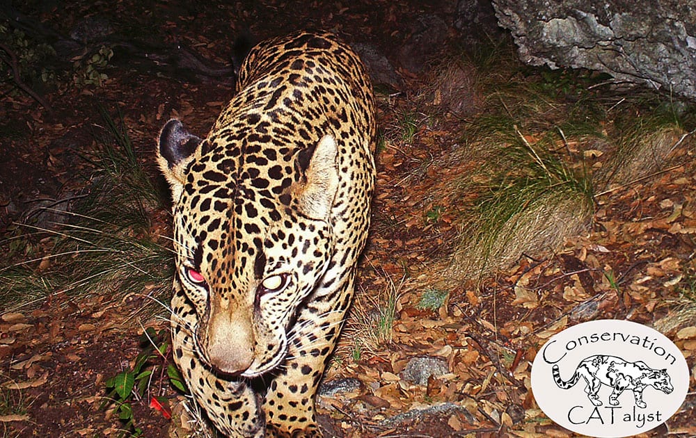 This undated still frame taken from the first publicly released video of the giant cat, provided by the Center for Biological Diversity, shows the only known wild jaguar in the United States roaming in a mountain range just south of Tucson, Ariz.