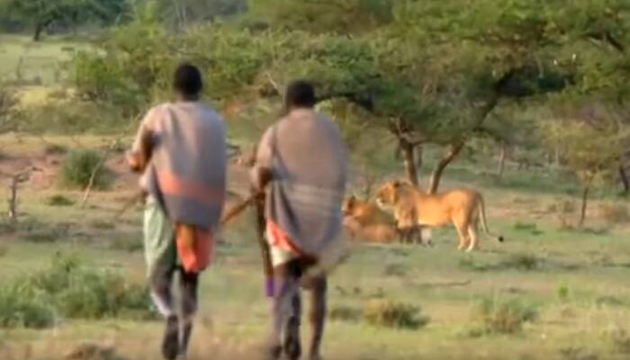Amazing video! A group of African men steal lions&#039; prey - Watch