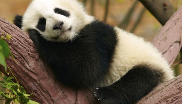 Giant panda cub named Tintin in China zoo