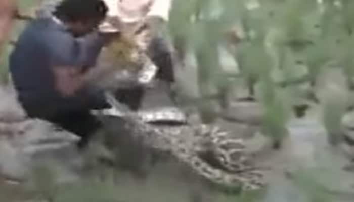 Caught-on-camera: Most horrifying, deadly snake bites on human – Watch video