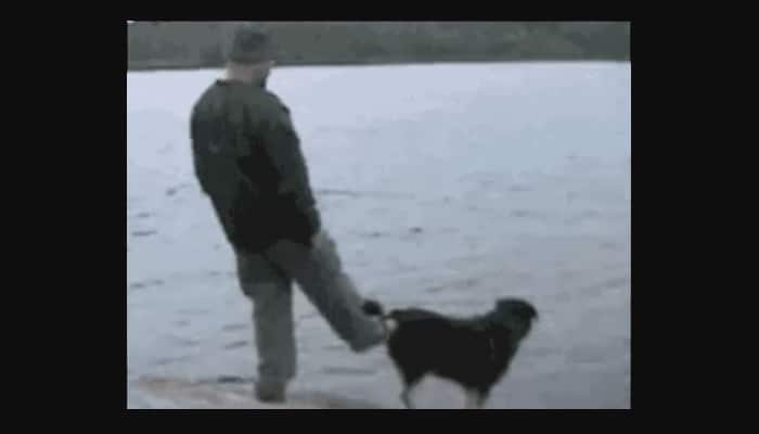 Funny video! This man was trying to nudge a dog into the river and then this happened - Watch