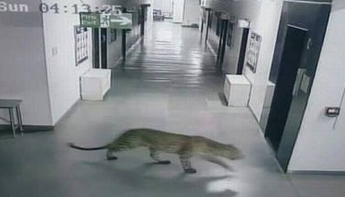Leopard enters Bengaluru school, trapped after injuring five - Video inside