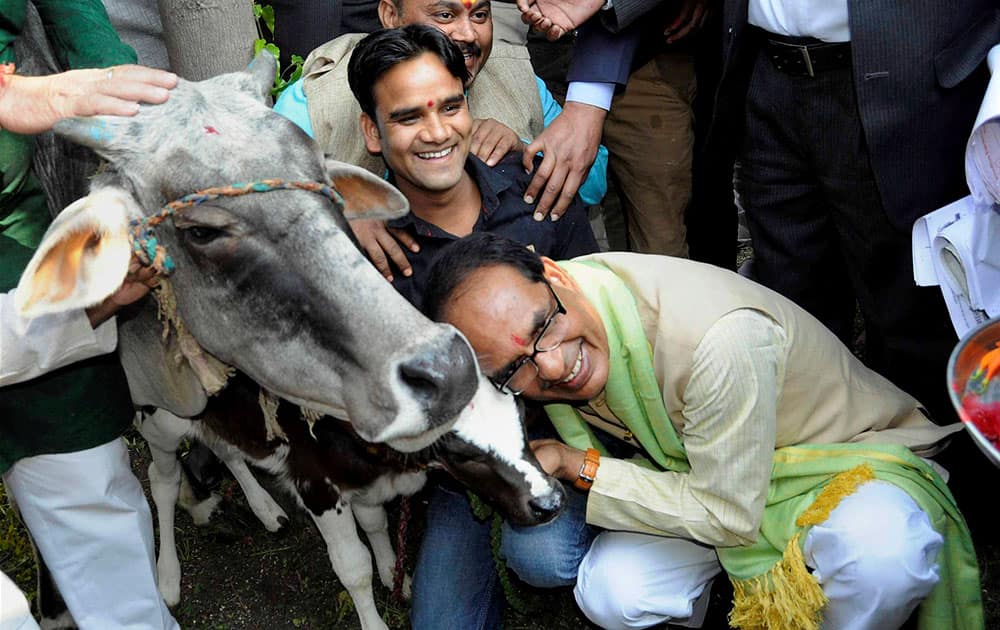 MP Chief Minister Shivraj Singh Chouhan poses with a cow during a programme organised by Bharatiya Kisan Sangh, in Bhopal.