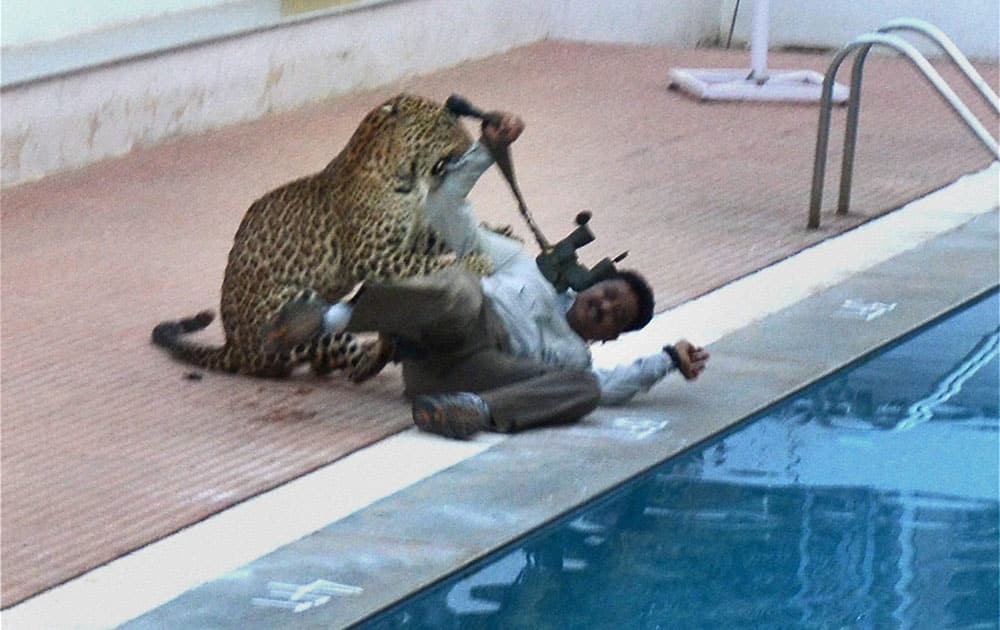 A leopard attacks a cameraman in a school premises in Bengaluru.