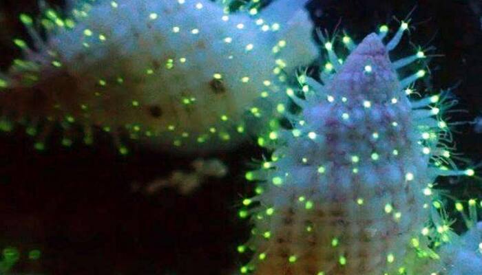Scientists discover new luminous creatures in Red Sea