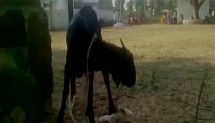 Police arrest goat in Chhattisgarh – know why