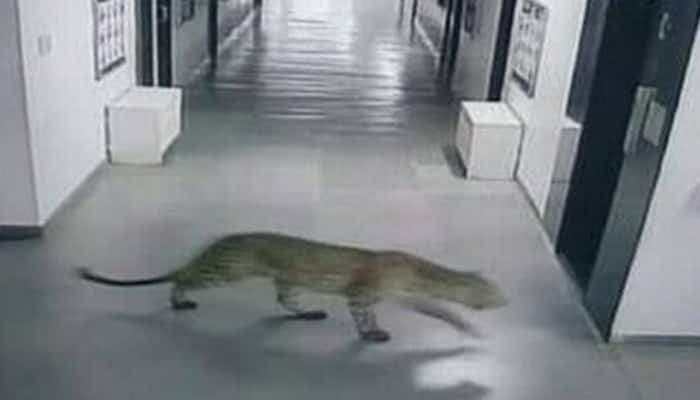 Two more leopards spotted around Vibgyor Public School in Bengaluru