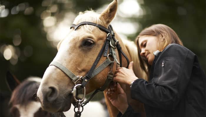 Horses can read human emotions: Study