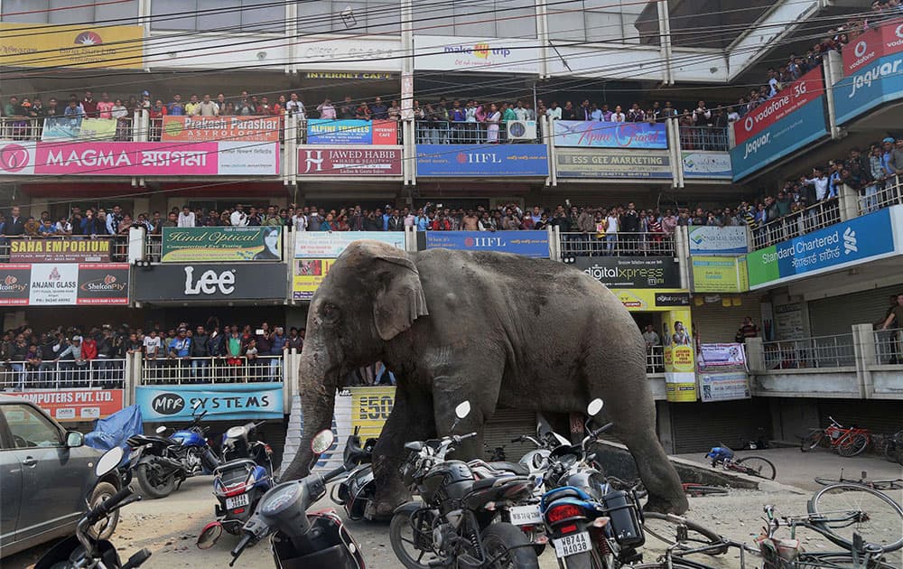 People watch an elephant damaging vehicles outside a shopping mall in Siliguri.
