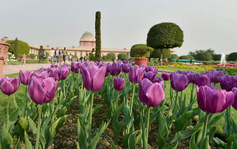 Fully bloomed tulips at the Mughal Gardens during a press preview in New Delhi.